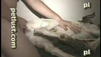 Intense goat intercourse video for an aroused novice guy