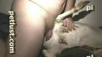 Strong sexual desire fills zoophile man and he fucks goat