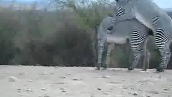 Nice to see how two gorgeous and wild zebras are fucking in desert