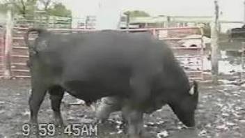 Sweet black bull got a very nice boner that looks amazingly huge