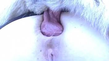 Fat ass mature anal fucked by horny dog