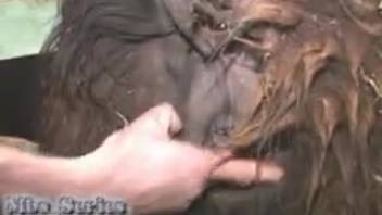 Guy with erect cock vigorously penetrates a livestock beast