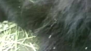 Intimate bestiality footage in natural outdoor settings