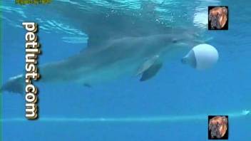 Submerged bestiality fetish videos featuring the aroused dolphin