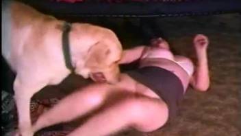 Attractive hound plays sex games together with his classy owner