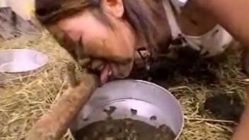Japanese cuties are swallowing doses of animal turd in barn