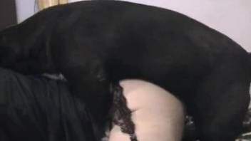 Black garter and red stockings crossdresser fucks his dog