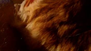 Man records on video as he thrusts his dick deep into an animal's rear end