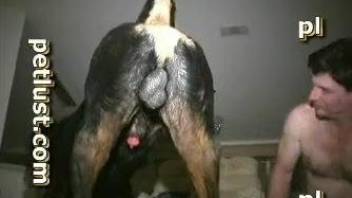 Brutal black dog hardly fucked his tight hole from behind