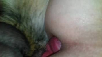 Intense anal pounding after a fast rimjob in close-up