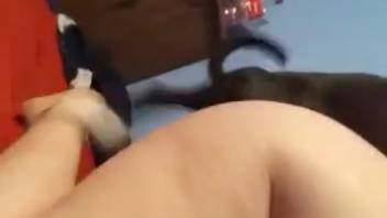 Curvy young woman being roughly dominated by her perverted small canine