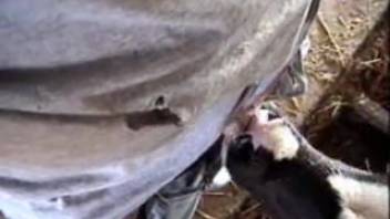Bovine licks guy's cock as he films the entire scene