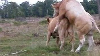 Bulls and cows enjoying hardcore sex out in the open