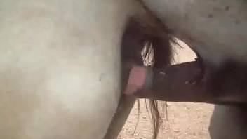 Stallion shoves his cock deep in mare's tight pussy