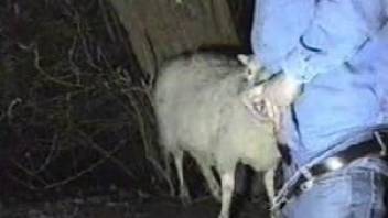 Horny farmer finds a sheep to face-fuck on camera
