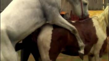 Pale stud thrusts into this filly's snatch from the rear