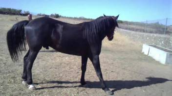 Massive ebony stud pounding a hot filly from the rear