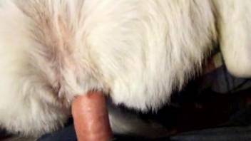 Man humps dog in the pussy for a complete brutal POV show