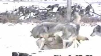 Pack of wolves enjoying a fascinating foursome