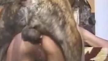 Pigtailed babe fucks a dog and sucks its huge cock