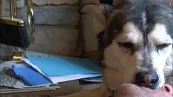 Aroused person engages in intimate acts with their dog in fetishistic settings.
