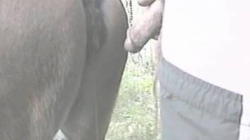 Brown mare with a tight pussy gets fucked by a guy