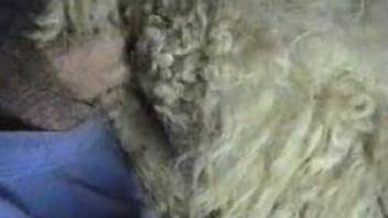 Hung zoophile drives his cock deep inside a sheep's slit