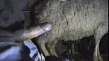 Guy thrusts his thick cock into a ewe's tight cunt