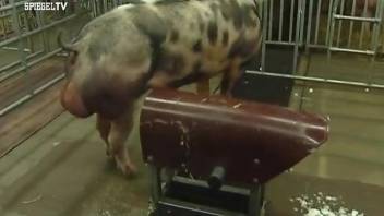 Voyeur-style bestiality sex video with sexy pigs