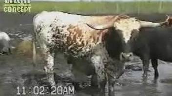 Guy feels horny when taping this bull on cam