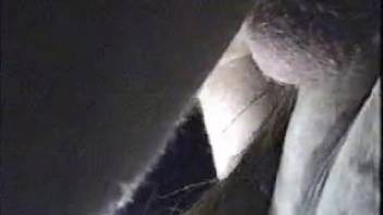 Guy with a pulsing dick aggressively pounding an excited horse
