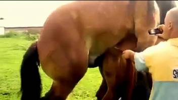 Pure breed horse fucking and pleasing zoo porn lover