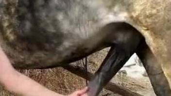 Raven-haired teen strokes an animal's beautiful cock