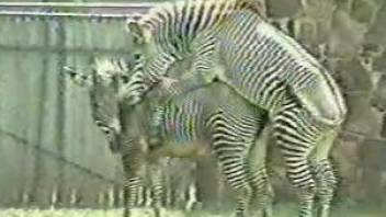 Two sexy zebras enjoying passionate love-making outdoors