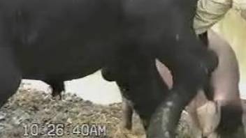 Man craves for the bull cock and wants to fuck it