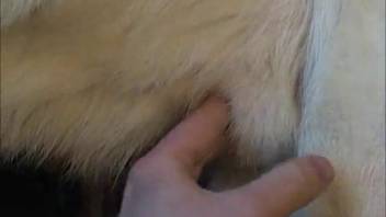 A guy screws his dog and shoots his load inside it during a live webcam zoophilia session