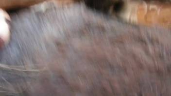 Aroused guy enjoys jerking off the massive horse dick