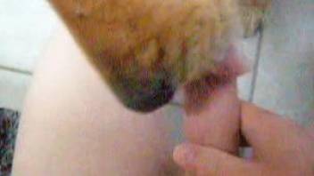 Dude with a throbbing cock gets a blowjob from a dog