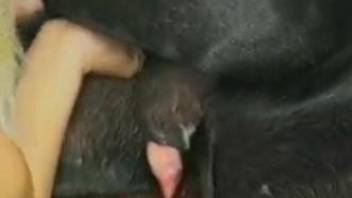 Black doggy is banging a bitchy skinny blondie