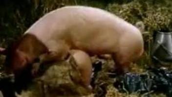 Sexy pig plowing a cute country girl in front of her GF