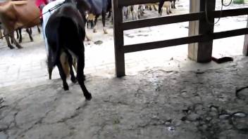 Well-hung stud pounding his filly's snatch