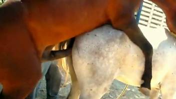 Brown horse drilling a white mare's cunt in public