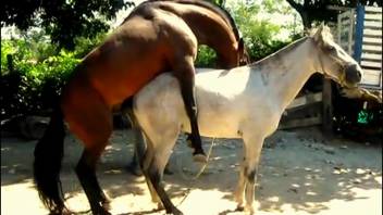 Dark stallion pounding a pale filly's pussy outdoors