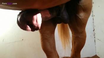 Compilation of horse cock blowjobs with horny ladies
