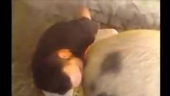 Dude eats pig's ass while masturbating furiously