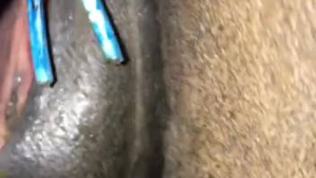 Intense close-up shots of a recently banged female horse's cunt