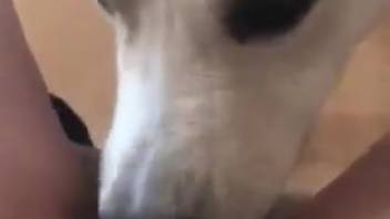 Wet slit vixen receives oral from a canine in first-person perspective
