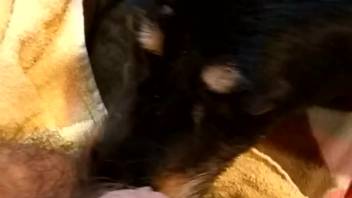 Aroused canine is perfectly fine with licking that bushy rear end
