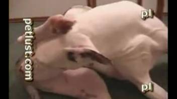 Guy with a stiff dick bangs a bitch's dripping cunt