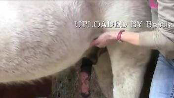 White stallion gets its dick stroked on camera